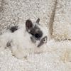 Netherland Dwarf Babies