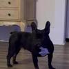 Black French bulldog