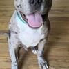 Male Merle bully