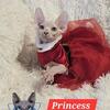 Sphynx Kittens TICA Breeding Rights Chicago IL
