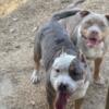 Abkc American Bully: Merle in Lamar, South Carolina [~23 miles from ...