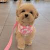 Male Maltipoo puppy needs a new home