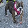 Tiana American bully