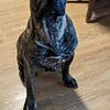 PERRO DE PRESA CANARIO STUD