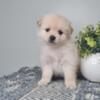 Pomeranian/Shihtzu Puppies