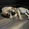 8 week old Cane Corso Pups looking for forever homes.