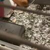 2 female Guinea pigs