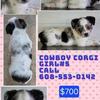 Cowboy Corgi Female 5