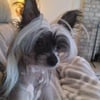 HANDSOME CHINESE CRESTED FOR STUD