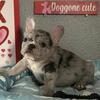 Frenchie Puppies