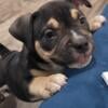 ABKC American Bully puppy