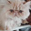 Persian Red Male Kitten
