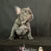 REDUCED IN PRICE Three Gorgeous MALE French Bulldog Puppies with BEAUTIFUL coloring