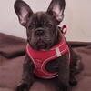 French Bulldog Puppies 