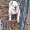 American bully pups for sale