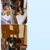 Yorkshire Terrier male wants to find his forever home. 