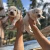 Colorado Mountain Dog Puppies