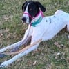 Seeking great dane stud Louisville or surrounding area