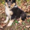 Rough collie puppies