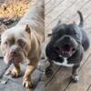 American bully puppies American bullys American bully pups