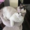 TICA Ragdoll Gorgeous Female!