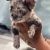 French bulldog fluffy male and female Merle and standard