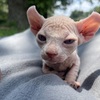 Baby sphynx kittens