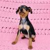 MIN PIN FEMALE