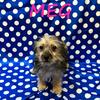 Meg Female Yorkie Poo Puppy