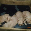 Golden Retrievers -Weller's North American Goldens