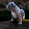 11 week old pocket bully pups for sale, great temperament, nice dogs