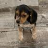 Beagle puppy- male (very cute)