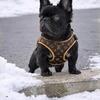 Small French Bulldog (Fluffy Stud)