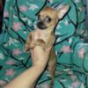 Chihuahua puppy Rico