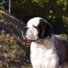 Akc Saint Bernard Females