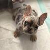 French bulldog pups