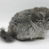 Chinchilla babies ebony angora  RPA