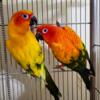 Sun Conure Bonded Pair Red Factor/High Yellow