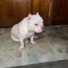 7 month old American bully