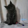 TICA Registered Maine Coon kitten available