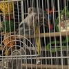 2 bonded female parakeets - for sale