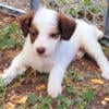 Aussiedoodle for sale-Female named Coconut