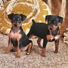 MINIATURE PINSCHER ☆Puppies☆