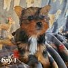 Yorkie puppies