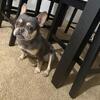 FRENCHIE GIRL( DIAMOND) 