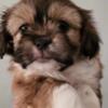 Male shih tzu maltese.