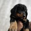 Bernerdoodle 