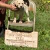 English yellow Labrador puppies