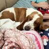 Female Basset Hound