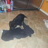 German Shepherd puppies Nwi Northwest Indiana